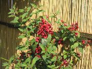 წითელი Cestrum შიდა ყვავილები ფოტო