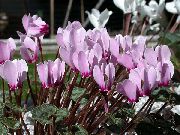 foto lila Pot Bloemen Perzisch Violet