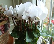 фото білий Домашні квіти Цикламен