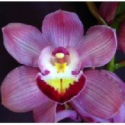 liliowy Cymbidium Kryte kwiaty zdjęcie