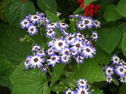foto gaiši zils Iekštelpu ziedi Cinerārija Cruenta