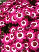 foto roze Pot Bloemen Cineraria Cruenta