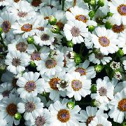 zdjęcie biały Kryte kwiaty Krwawa Cineraria (Senecio)