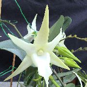 fénykép Üstökös Orchidea, A Betlehemi Csillag Orchidea Beltéri virágok