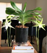 снимка бял Стайни цветя Комета Орхидея, Витлеемската Звезда Орхидея