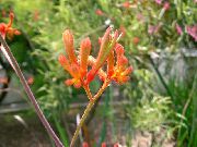 oranžs Ķengurs Ķepa Iekštelpu ziedi foto