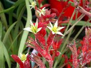 rdeča Kenguru Paw Sobne Cvetje fotografija