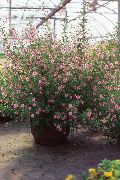 foto Afrikansk Malva Inomhus blommor