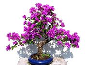     () ,  , bonsai bougainvillea
