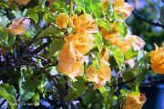 жовтий Бугенвиллия (Арека) Домашні квіти фото