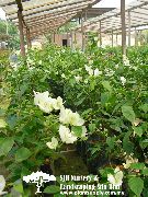 білий Бугенвиллия (Арека) Домашні квіти фото