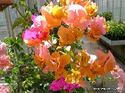 oranžs Papīra Ziedu Iekštelpu ziedi foto
