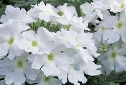 valge Verbena Sise lilled foto