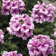 照片 紫丁香 盆花 马鞭草