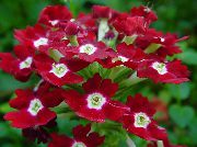 koyu kırmızı Mine Çiçeği Kapalı çiçek fotoğraf