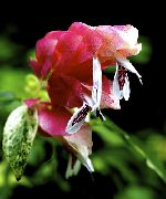 zdjęcie biały Kryte kwiaty Beloperone Kroplówka