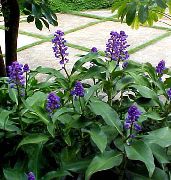 foto donkerblauw Pot Bloemen Blauwe Gember