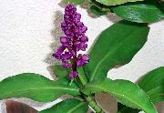 purpurowy Dihorizandra Kryte kwiaty zdjęcie