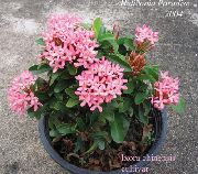 foto roze Pot Bloemen Gebroken Pot, Prins Van Oranje