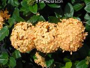 turuncu Kırık Çömlek, Turuncu Prensi Kapalı çiçek fotoğraf