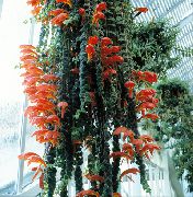 照片 红 盆花 Columnea，挪威火电厂，金鱼藤