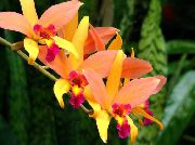 oranžový Laelia Izbové kvety fotografie