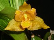 黄 Lycaste 盆花 照片
