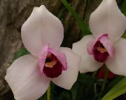 粉红色 Lycaste 盆花 照片