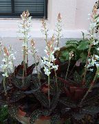 fénykép fehér Beltéri virágok Jewel Orchidea