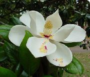 grianghraf Magnolia Bláthanna faoi dhíon