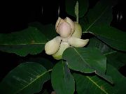 foto wit Pot Bloemen Magnolia