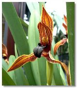 foto Kokosnoot Taart Orchidee Pot Bloemen