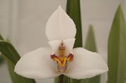 ホワイト ココナッツパイ蘭 室内の花 フォト