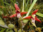 crvena Kokos Pita Orhideja Sobne cvijeće foto