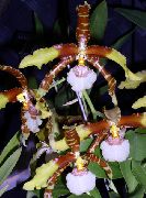 weiß Tiger Orchidee, Maiglöckchen Orchidee Pot Blumen foto