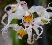 foto bianco Fiori al coperto Tiger Orchidea, Mughetto Orchidea