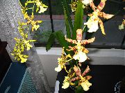 kollane Tiiger Orchid, Maikelluke Orhidee Sise lilled foto