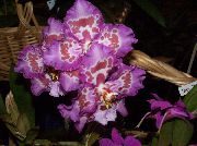 lila Tiger Orhideja, Šmarnice Orhideje Sobne Cvetje fotografija