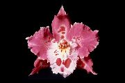 roz Tigru Orhidee, Crin Orhidee Vale Flori de interior fotografie