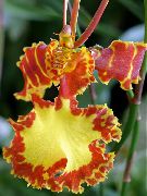 fotografie oranžový Izbové kvety Tanec Lady Orchidea, Cedros Včela, Leopard Orchidea