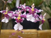 liila Dancing Lady Orkidea, Cedros Mehiläinen, Leopardi Orkidea Sisäilman kukkia kuva