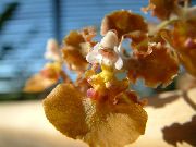 снимка кафяв Стайни цветя Танци Дама Орхидея, Cedros Пчела, Леопард Орхидея