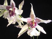 fehér Táncoló Hölgy Orchidea, Cedros Méh, Leopárd Orchidea Beltéri virágok fénykép