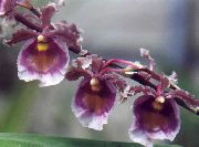 purper Dansende Dame Orchidee, Cedros Bij, Luipaard Orchidee Pot Bloemen foto