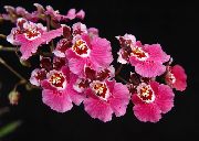 rosa Dancing Lady Orchid, Cedros Bee, Leopard Orchid Flores internas foto