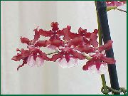 fotografie červená Izbové kvety Tanec Lady Orchidea, Cedros Včela, Leopard Orchidea