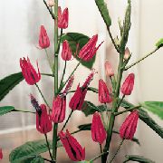 zelnata rastlina Pavonia, Sobne Cvetje fotografija