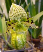 planta herbácea Slipper Orchids, Flores internas foto
