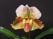 kahverengi Terlik Orkide Kapalı çiçek fotoğraf
