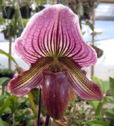 nachový Črievičník Orchidey Izbové kvety fotografie